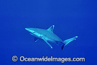 Silvertip Shark Photo - Gary Bell