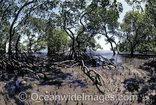 Mangrove trees Rhizophora sp. photo