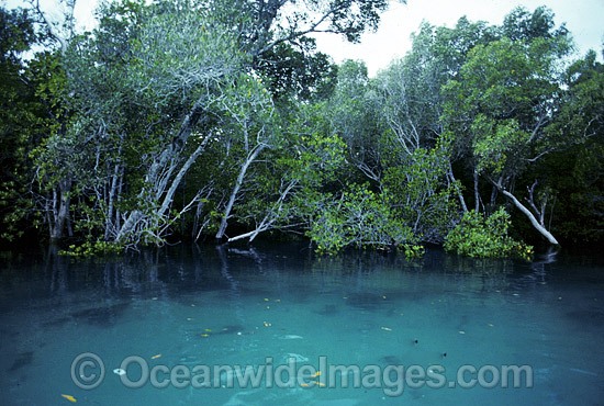 Mangrove trees Willie Creek Broom photo