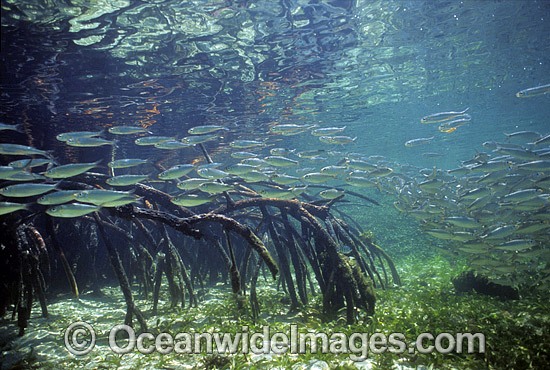Schooling Anchovy (Engraulis australis) sheltering amongst Mangrove roots (Rhizophora stylosa) during high tide. Low Isle, Great Barrier Reef, Queensland, Australia Photo - Gary Bell