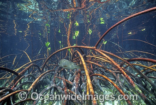 Mangrove Jack amongst Mangroves photo