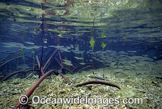 Anchovy amongst Mangroves photo