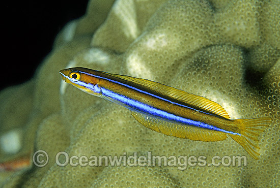 Blue-lined Sabretooth Blenny (Plagiotremus rhinorynchos). Also known as Tube-worm Blenny. Great Barrier Reef, Queensland, Australia Photo - Gary Bell