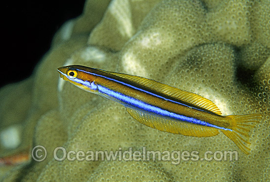 Blue-lined Sabretooth Blenny photo