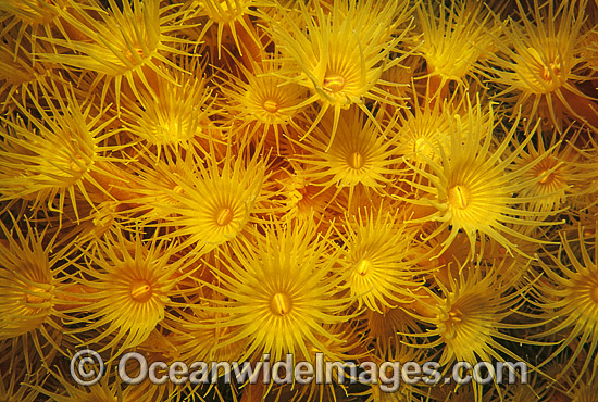 Colony of Yellow Zoanthids photo