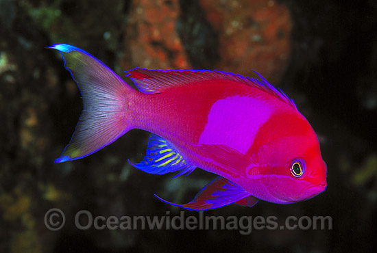 Square-spot Basslet Pseudanthias pleurotaenia photo