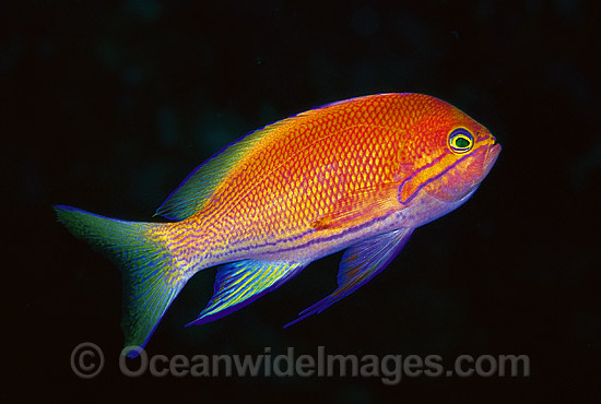 Square-spot Basslet photo Square-spot Basslet photo