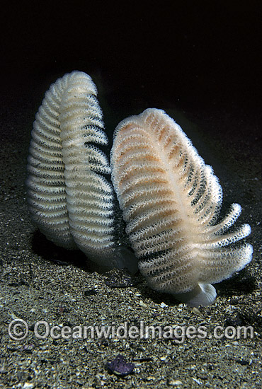 Sea Pen New Zealand photo Sea Pen New Zealand photo
