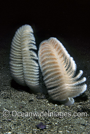 Sea Pen New Zealand photo