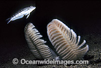 Sea Pen New Zealand Photo - Gary Bell