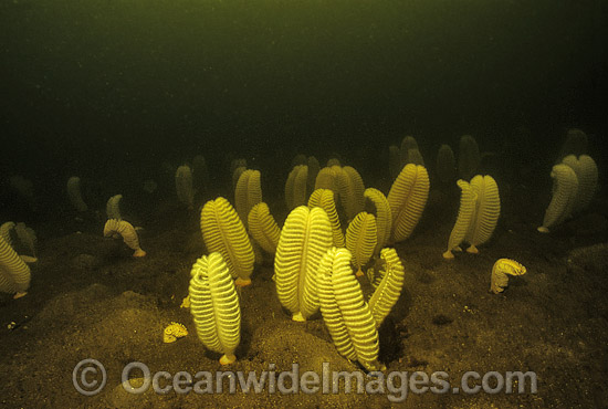 Sea Pen in tannin water Port Davey photo