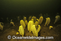 Sea Pen in tannin water Port Davey Photo - Gary Bell