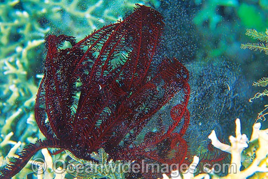 Crinoid Feather Star (Possibly: Comaster sp.) - spawning. Also known as Crinoid. Photo taken in Great Barrier Reef, Queensland, Australia Photo - Gary Bell