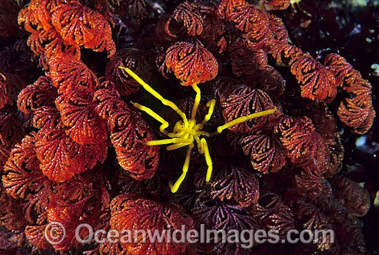 Sea Spider (Pseudopallene ambigua) on Bryozoan (Orthoscuticella ventricosa). Also known as Pycnogonida. Tasman Peninsula, Tasmania, Australia Photo - Gary Bell