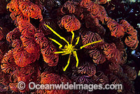 Sea Spider on Bryozoan Photo - Gary Bell
