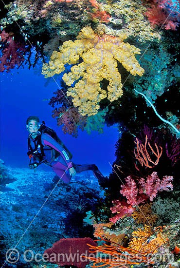 Scuba Diver exploring Dendronephthya Soft Coral reef. Great Barrier Reef, Queensland, Australia Photo - Gary Bell