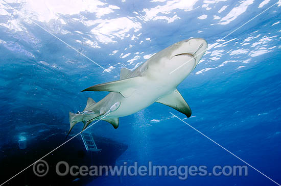 Lemon Shark (Negaprion brevirostris) - with Remora Suckerfish attached. Tiger Beach, Bahamas, Caribbean Sea, Atlantic Ocean. Photo - Andy Murch