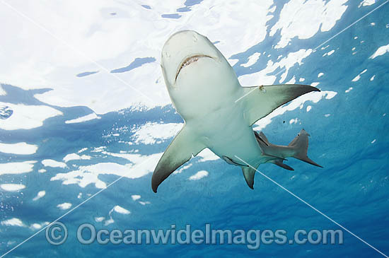 Lemon Shark (Negaprion brevirostris). Tiger Beach, Bahamas, Caribbean Sea, Atlantic Ocean. Photo - Andy Murch Lemon Shark (Negaprion brevirostris). Tiger Beach, Bahamas, Caribbean Sea, Atlantic Ocean. Photo - Andy Murch