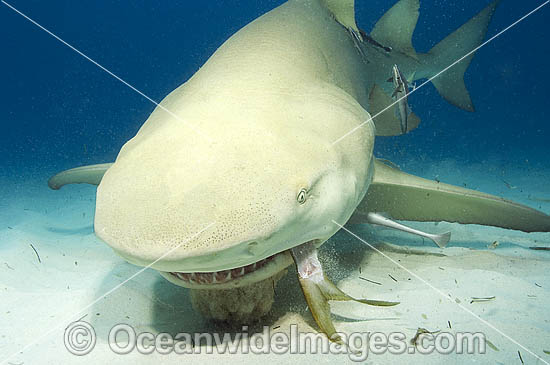 Lemon Shark feeding photo