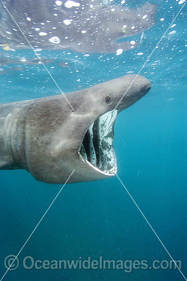 Basking Shark filter feeding on plankton photo Basking Shark filter feeding on plankton photo
