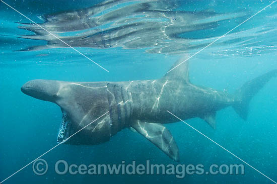 Basking Shark  filter feeding on plankton photo