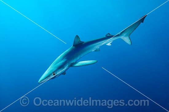 Blue Shark or Great Blue Shark photo