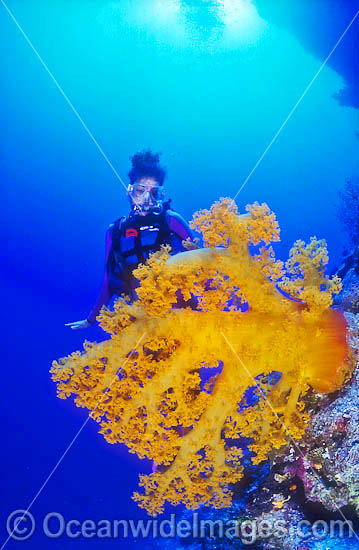 Scuba Diver with huge yellow Dendronephthya Soft Coral Tree. Great Barrier Reef, Queensland, Australia Photo - Gary Bell