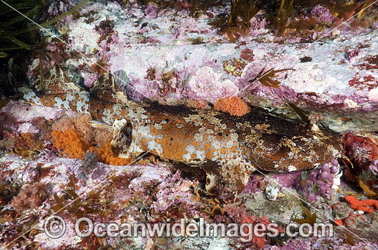 Cobbler Wobbegong Shark Sutorectus tentaculatus photo Cobbler Wobbegong Shark Sutorectus tentaculatus photo