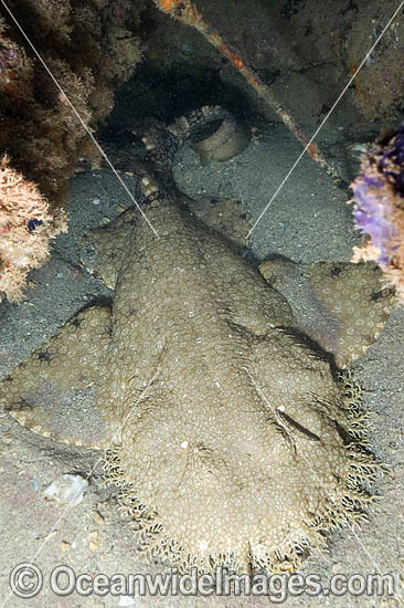 Tasselled Wobbegong Shark (Eucrossorhinus dasypogon). Also known as Ogilbys Wobbegong and Carpet Shark. Ningaloo Reef, Exmouth, Western Australia Photo - Andy Murch Tasselled Wobbegong Shark (Eucrossorhinus dasypogon). Also known as Ogilbys Wobbegong and Carpet Shark. Ningaloo Reef, Exmouth, Western Australia Photo - Andy Murch