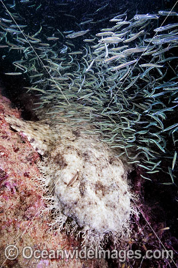 Tasselled Wobbegong Shark (Eucrossorhinus dasypogon) - surrounded by Baitfish. Also known as Ogilbys Wobbegong and Carpet Shark. Ningaloo Reef, Exmouth, Western Australia Photo - Andy Murch Tasselled Wobbegong Shark (Eucrossorhinus dasypogon) - surrounded by Baitfish. Also known as Ogilbys Wobbegong and Carpet Shark. Ningaloo Reef, Exmouth, Western Australia Photo - Andy Murch
