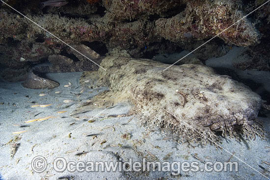 Tasselled Wobbegong Shark photo Tasselled Wobbegong Shark photo