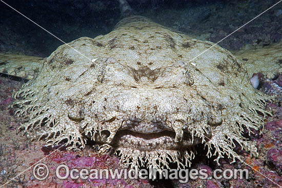 Tasselled Wobbegong Shark Eucrossorhinus dasypogon photo