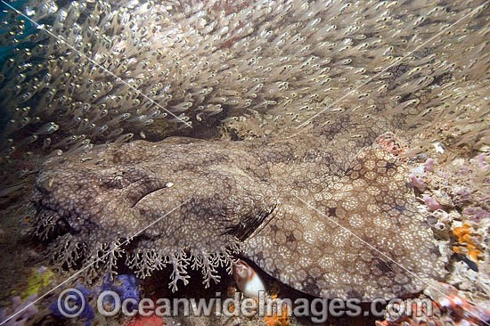 Tasselled Wobbegong Shark Eucrossorhinus dasypogon photo