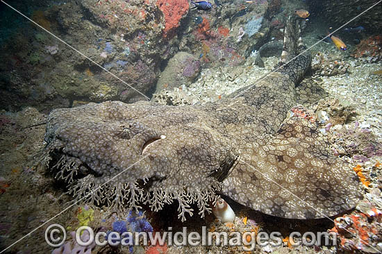 Tasselled Wobbegong Shark (Eucrossorhinus dasypogon). Also known as Ogilbys Wobbegong and Carpet Shark. Ningaloo Reef, Exmouth, Western Australia Photo - Andy Murch Tasselled Wobbegong Shark (Eucrossorhinus dasypogon). Also known as Ogilbys Wobbegong and Carpet Shark. Ningaloo Reef, Exmouth, Western Australia Photo - Andy Murch