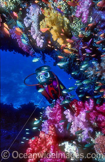 Scuba Diver exploring Dendronephthya Soft Coral reef. Indo-Pacific Photo - Gary Bell