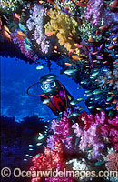 Scuba Diver and Soft Coral reef Photo - Gary Bell