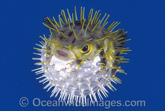 Globefish Diodon nichthemerus photo