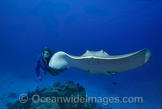 Scuba Diver observing Cowtail Stingray (Pastinachus sephen). Also known as Banana-tail Ray, Fantail Ray and Feathertail Stingray. Great Barrier Reef, Queensland, Australia. Photo - Gary Bell Scuba Diver observing Cowtail Stingray (Pastinachus sephen). Also known as Banana-tail Ray, Fantail Ray and Feathertail Stingray. Great Barrier Reef, Queensland, Australia. Photo - Gary Bell