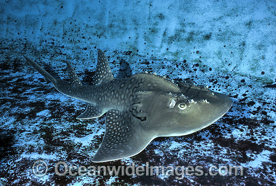 Shark Ray Rhina ancylostoma photo