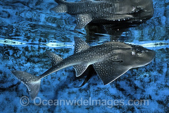 Shark Ray (Rhina ancylostoma). Also known as Bowmouth Guitarfish and Mud Skate (aquarium photo). New South Wales, Australia. Photo - Gary Bell