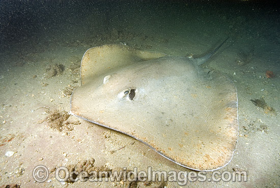 Jenkins Whipray (Himantura jenkinsii). Also known as Roughback Stingray and Jenkins Stingray. Exmouth, Western Australia Photo - Andy Murch Jenkins Whipray (Himantura jenkinsii). Also known as Roughback Stingray and Jenkins Stingray. Exmouth, Western Australia Photo - Andy Murch