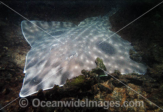 Big skate Raja binoculata photo