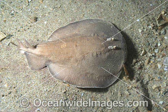 Coffin Ray (Hypnos monopterygium). Also known as Electric Ray, Crampfish, Numbfish, Short-tail Electric Ray and Torpedo Ray. New South Wales, Australia. This ray is capable of delivering a strong electric shock and uses its electric organs to stun prey. Photo - Andy Murch Coffin Ray (Hypnos monopterygium). Also known as Electric Ray, Crampfish, Numbfish, Short-tail Electric Ray and Torpedo Ray. New South Wales, Australia. This ray is capable of delivering a strong electric shock and uses its electric organs to stun prey. Photo - Andy Murch