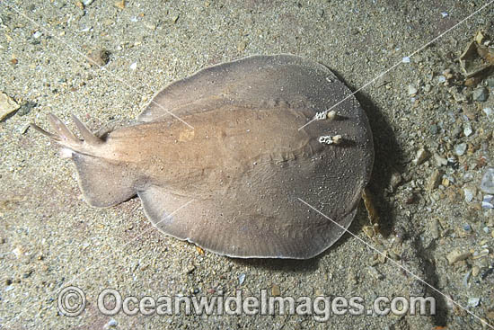 Coffin Ray Hypnos monopterygium photo