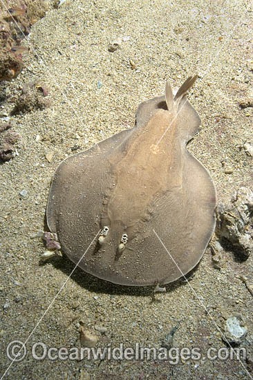 Coffin Ray (Hypnos monopterygium). Also known as Electric Ray, Crampfish, Numbfish, Short-tail Electric Ray and Torpedo Ray. New South Wales, Australia. This ray is capable of delivering a strong electric shock and uses its electric organs to stun prey. Photo - Andy Murch