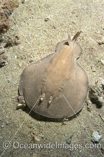 Coffin Ray Hypnos monopterygium photo