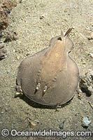 Coffin Ray Hypnos monopterygium Photo - Andy Murch