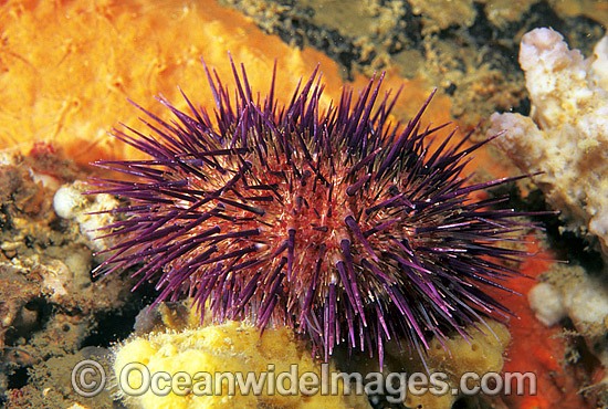 Purple Sea Urchin (Heliocidaris erythrogramma). Found on sheltered and moderately exposed reefs throughout southern Australia, from Shark Bay, WA, to southern Queensland, including Tas, Australia Photo - Gary Bell
