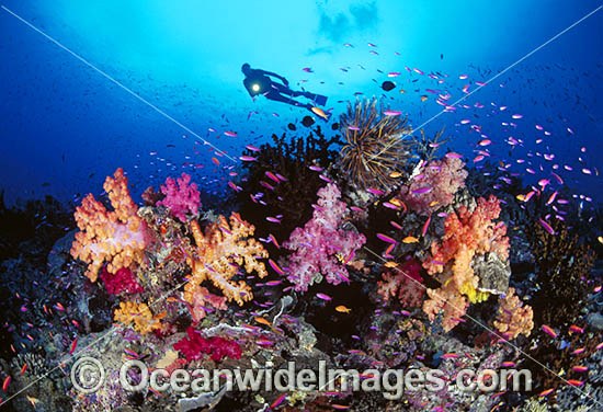 Scuba Diver Fairy Basslets Soft Coral photo