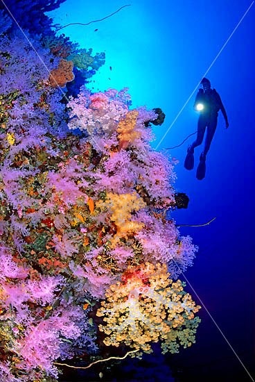 Scuba Diver exploring undersea dropoff decorated in Dendronephthya Soft Corals. Indo-Pacific Photo - Gary Bell